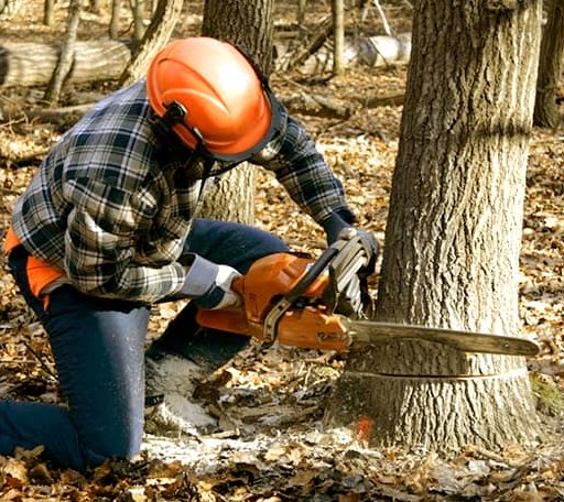 Tree Removal in Browns Valley, CA
